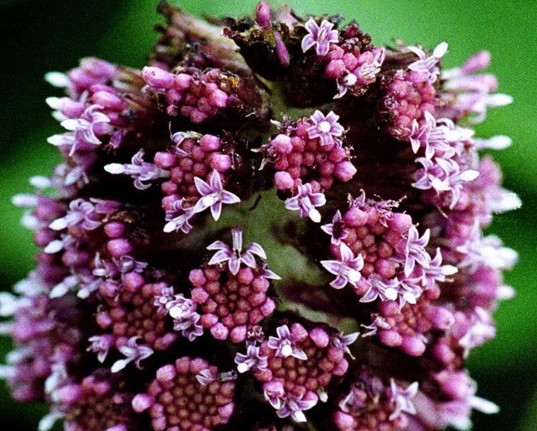 Изображение особи Petasites hybridus.