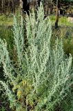 Artemisia sieversiana