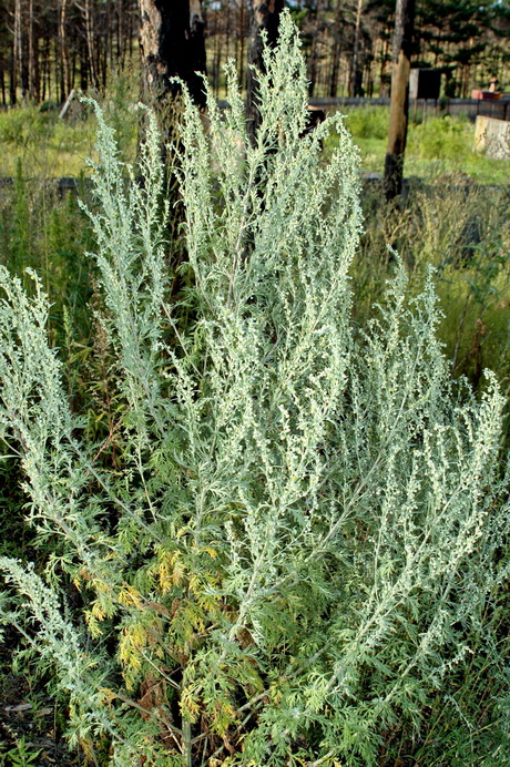 Изображение особи Artemisia sieversiana.