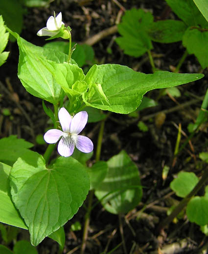 Image of Viola acuminata specimen.