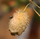 Image of taxon representative. Author is Наталья Воробьева