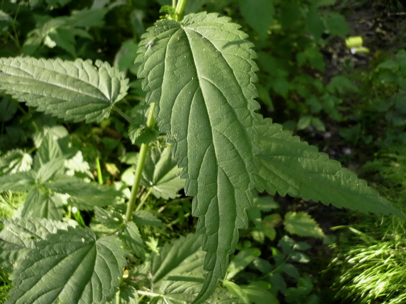 Image of Urtica dioica specimen.