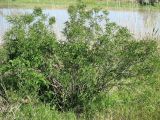 Amorpha fruticosa