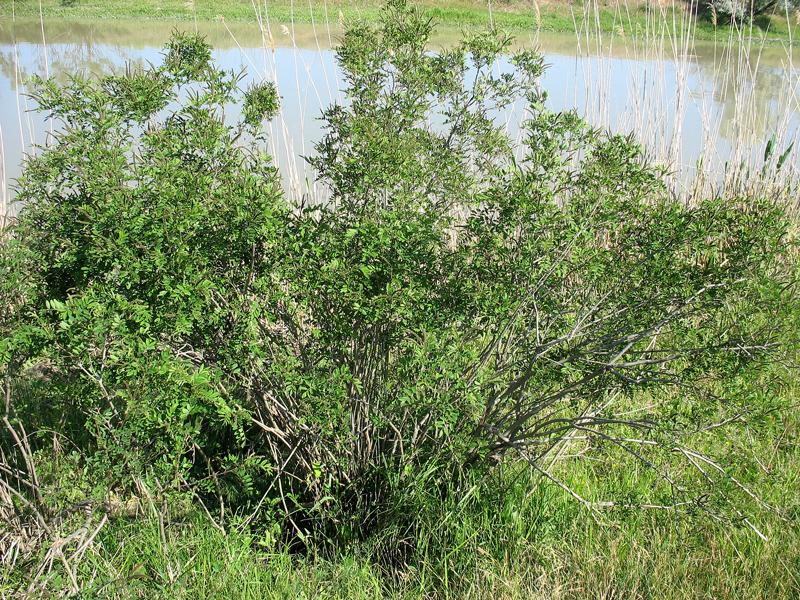 Image of Amorpha fruticosa specimen.