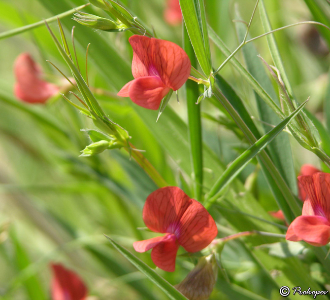 Изображение особи Lathyrus cicera.