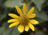 Heliopsis helianthoides подвид scabra. Соцветие-корзинка. Новосибирск, в культуре (цветник). 16.10.2009.