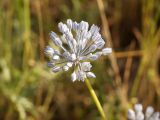 Allium caesium