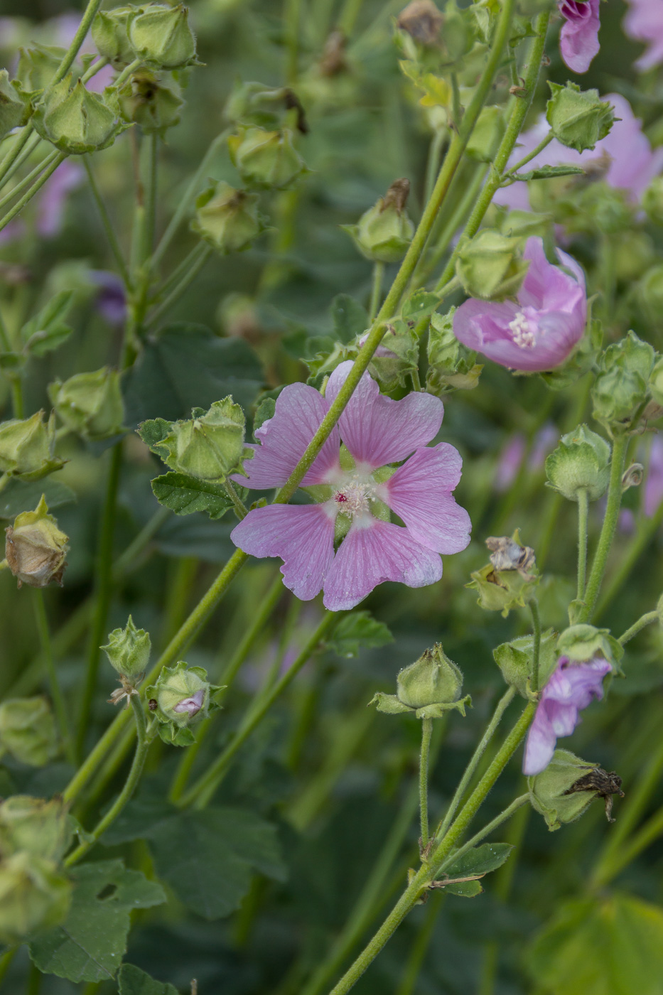 Image of Malva thuringiaca specimen.