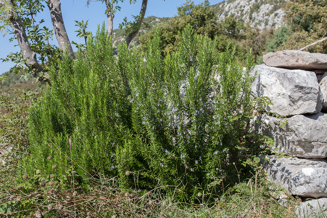 Image of Rosmarinus officinalis specimen.