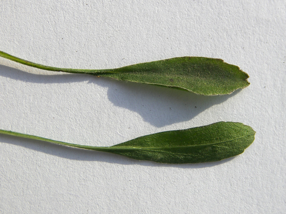Image of Campanula saxifraga specimen.