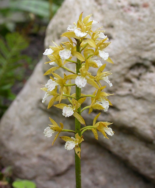 Image of Oreorchis patens specimen.