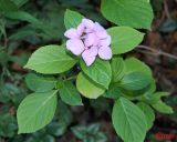 Hydrangea macrophylla