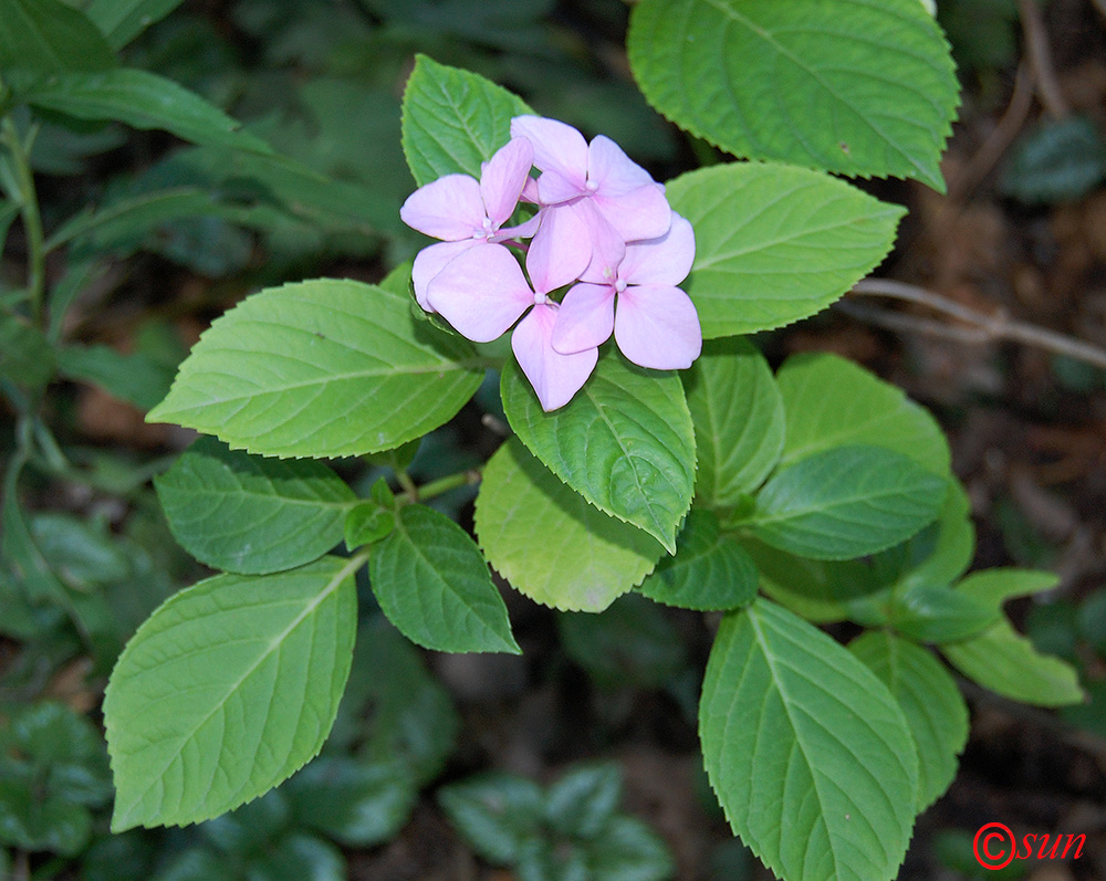 Изображение особи Hydrangea macrophylla.