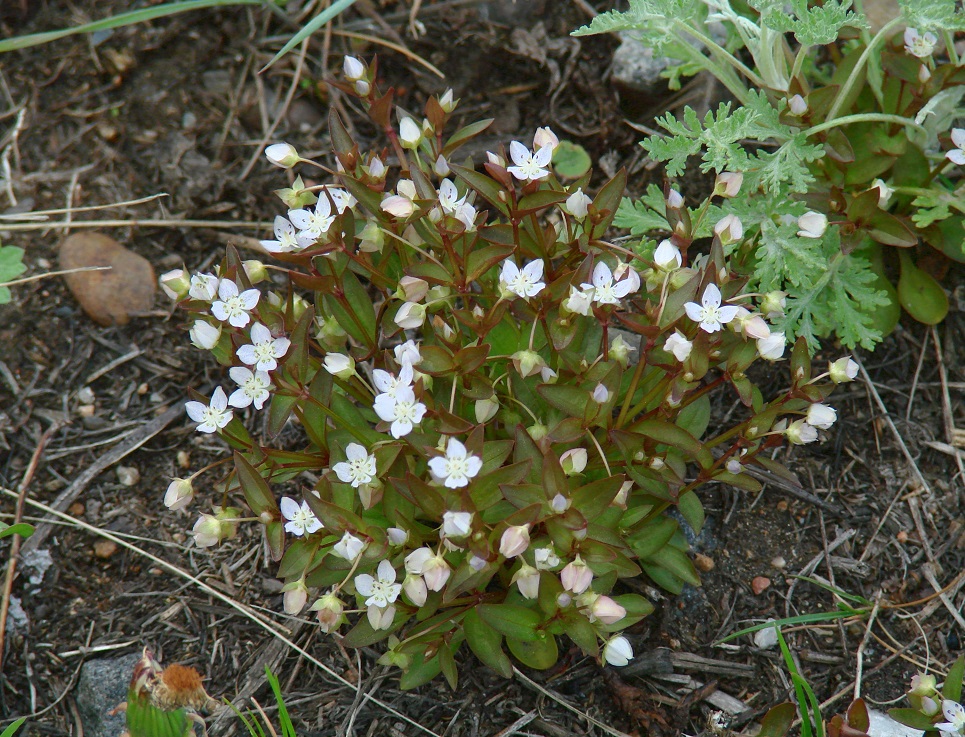 Изображение особи Anagallidium dichotomum.