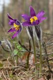 Pulsatilla patens. Цветущее растение. Ленинградская обл., Лужский р-н, 136 км шоссе М-20, сухой сосняк. 01.05.2015.