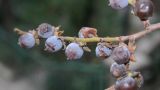 Diospyros lotus. Часть ветви с плодами. Крым, г. Севастополь, растет во дворе многоэтажного дома. 29.12.2015.