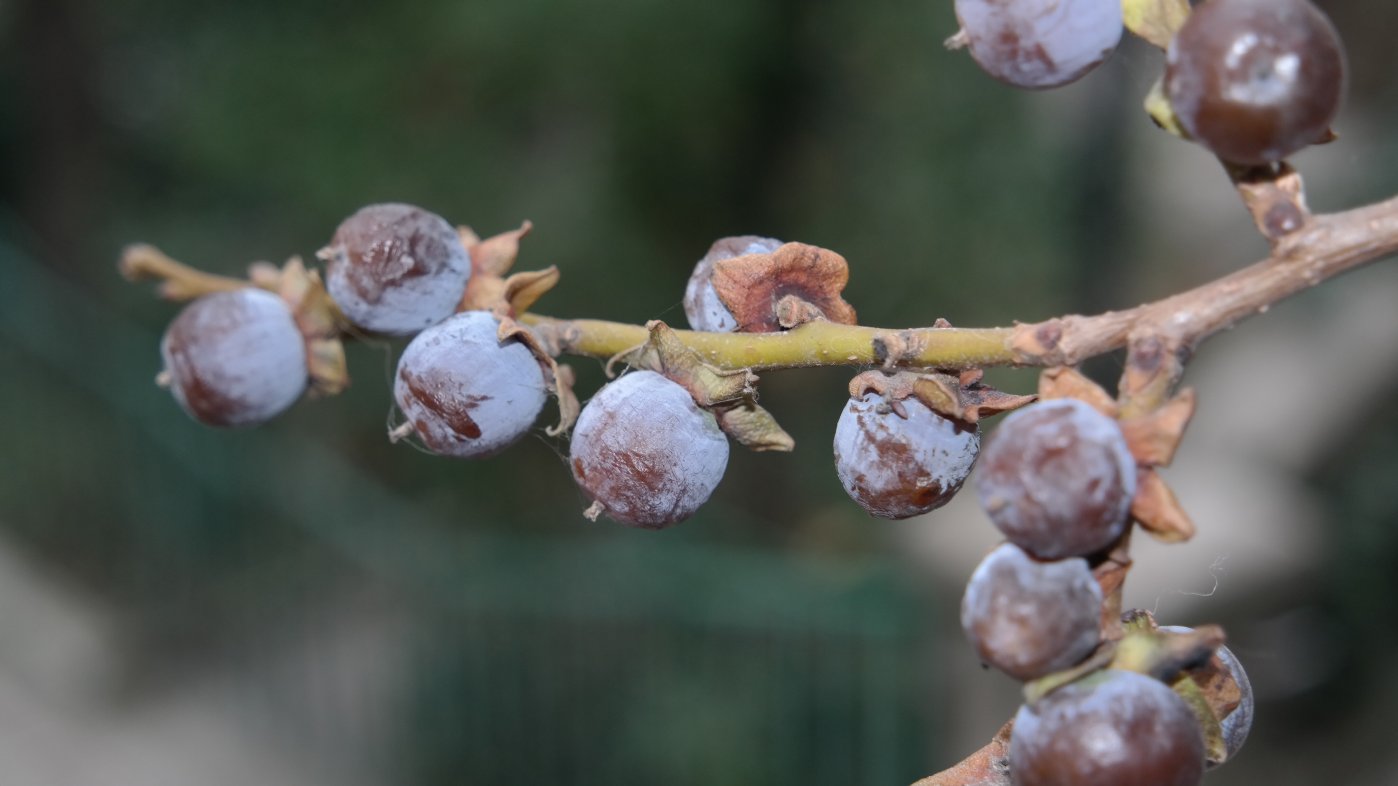 Image of Diospyros lotus specimen.