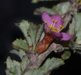 Image of taxon representative. Author is Татьяна Мальчинская