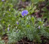 Linum boreale. Верхушка цветущего растения. Свердловская обл., Карпинский городской округ, гора Серебрянский Камень, зона горной тундры на выс. 1100-1280 м н.у.м. 18.07.2015.