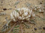 Astragalus scabrisetus