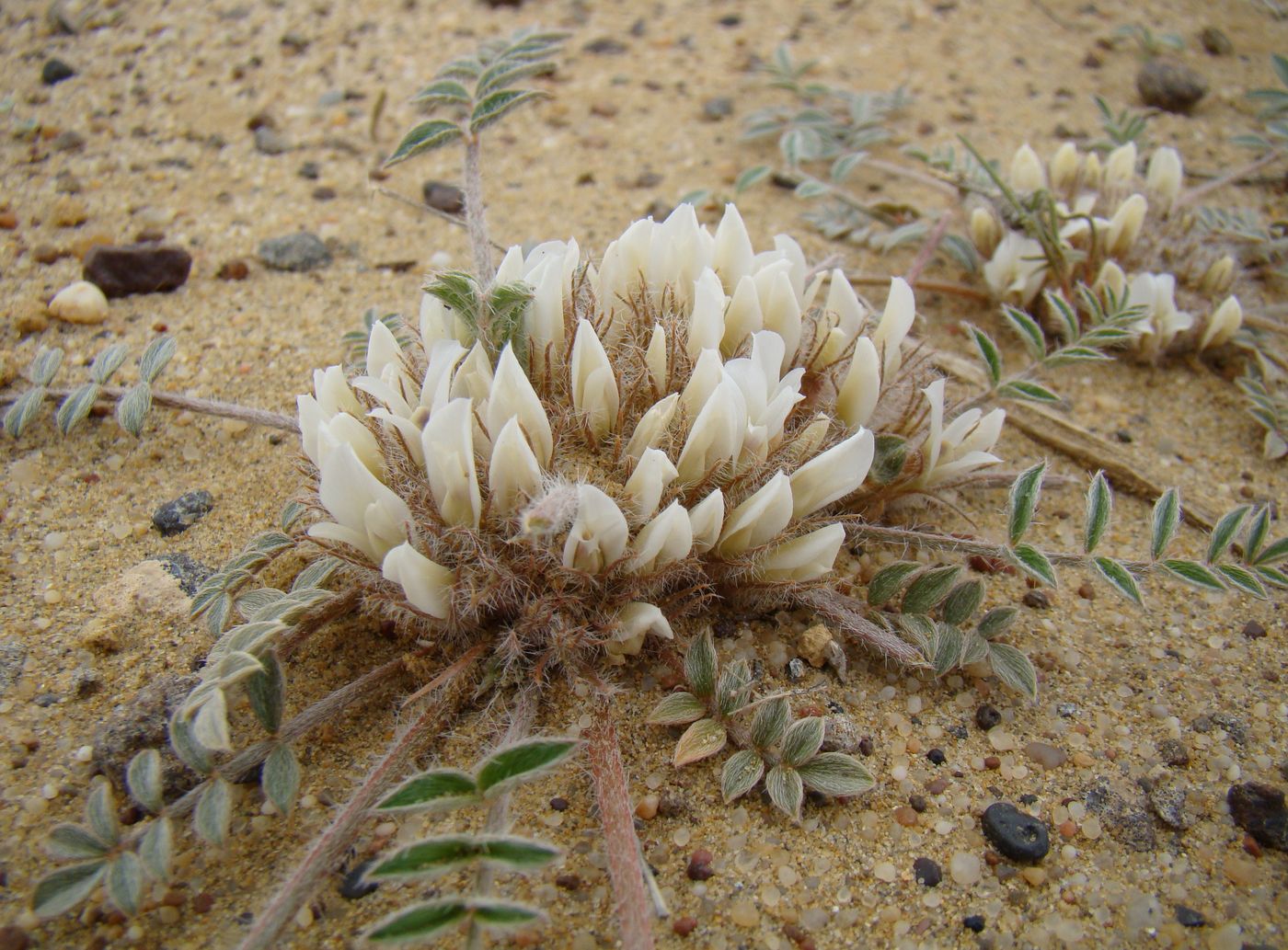 Image of Astragalus scabrisetus specimen.