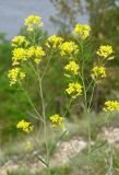 Sisymbrium polymorphum