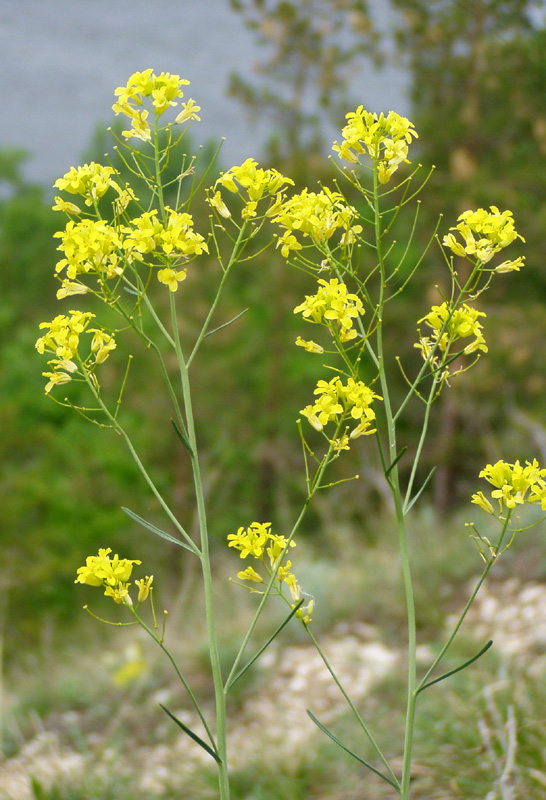 Image of Sisymbrium polymorphum specimen.