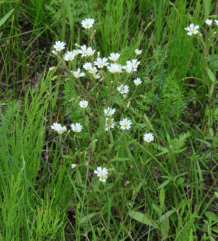 Изображение особи род Cerastium.