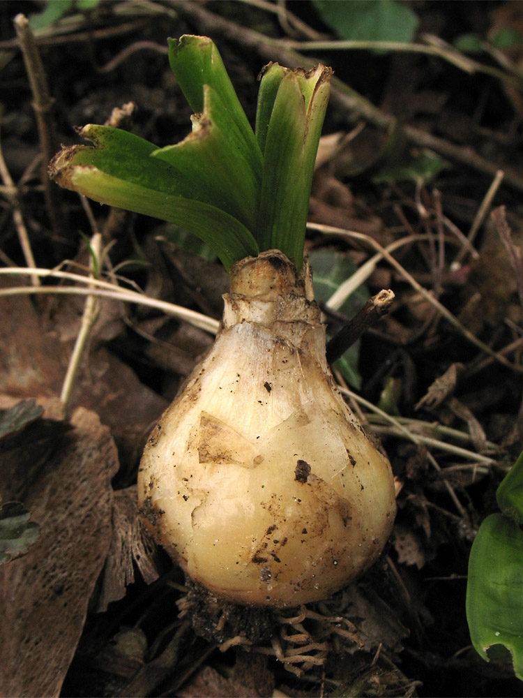 Image of Scilla mischtschenkoana specimen.