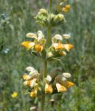 Phlomoides fetisowii. Часть соцветия. Кыргызстан, Нарынская обл., правый берег р. Нарын, восточнее с. Таш-Булак, предгорье хребта Джетем-Тоо. 03.07.2015.