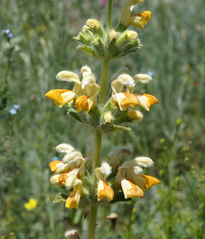 Изображение особи Phlomoides fetisowii.