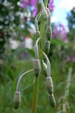 Chamaenerion angustifolium. Часть соцветия с бутонами. Челябинская обл., окр. г. Челябинск, Золотая горка, разнотравная поляна в берёзовом лесу. 30.06.2014.
