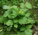 Geum aleppicum. Цветущее растение. Восточный Казахстан, г. Усть-Каменогорск, правый берег р. Иртыш. 09.08.2014.