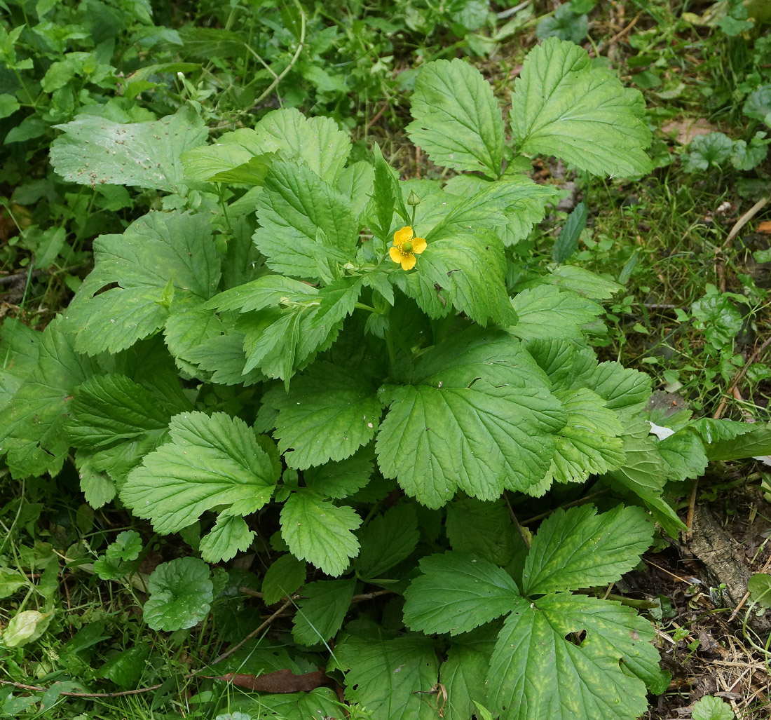 Image of Geum aleppicum specimen.