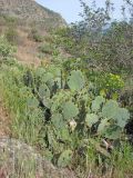 Opuntia engelmannii subspecies lindheimeri. Растения с бутонами. Южный берег Крыма, Артек, обнажения глинистых сланцев на берегу моря. 26 апреля 2014 г.