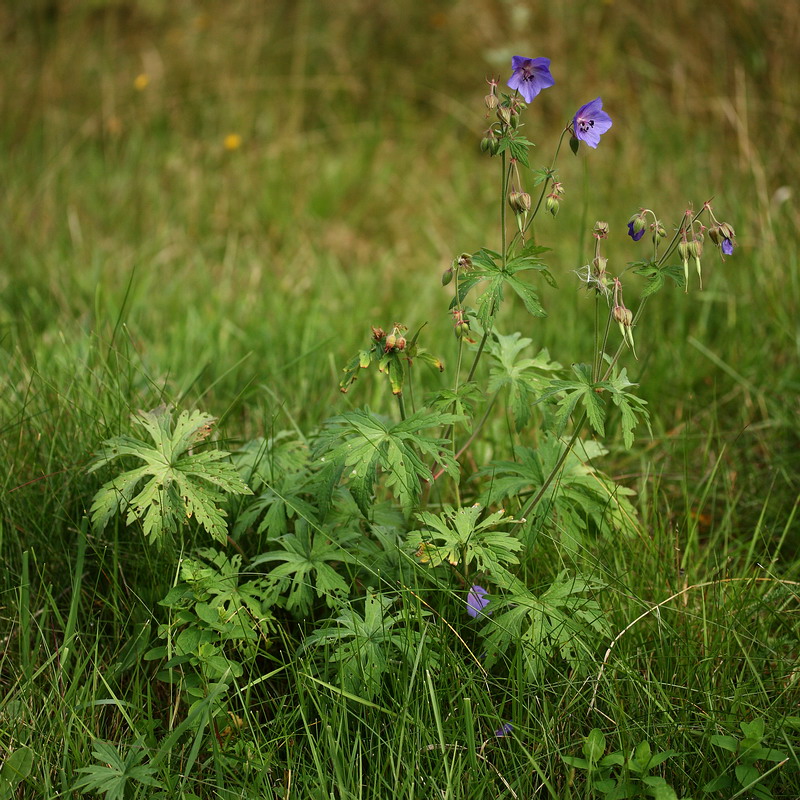 Изображение особи Geranium pratense.