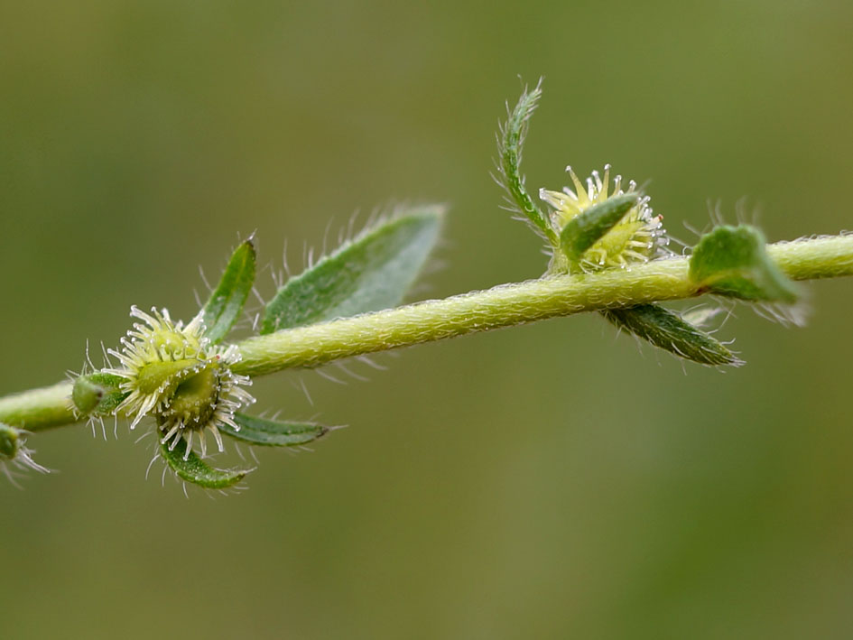Image of Lappula squarrosa specimen.
