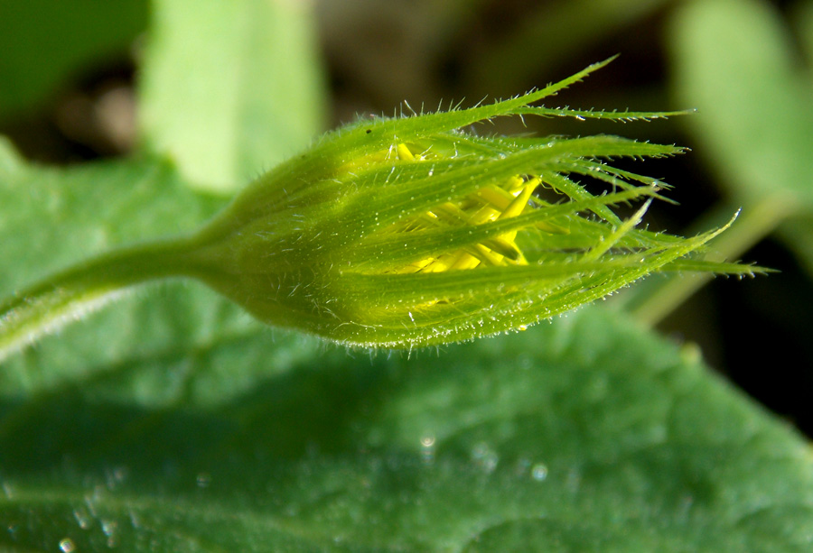 Image of Doronicum orientale specimen.