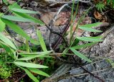 Lathyrus pilosus