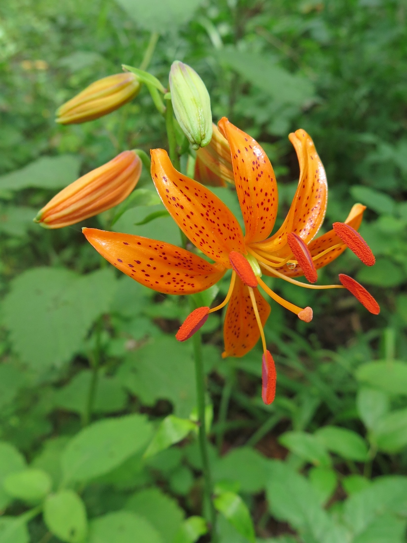 Image of Lilium distichum specimen.