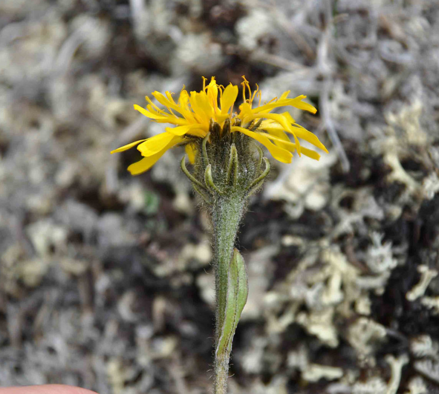 Изображение особи Crepis chrysantha.