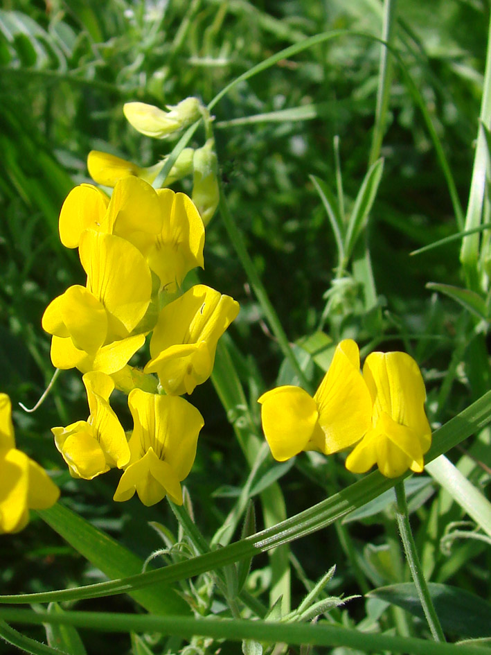 Изображение особи Lathyrus pratensis.