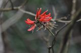 Erythrina stricta. Соцветие. Южный Китай, Гуандун, геопарк Дансия (Шаогуань) (Shaoguan Danxia Mountain Geopark). 26 февраля 2016 г.