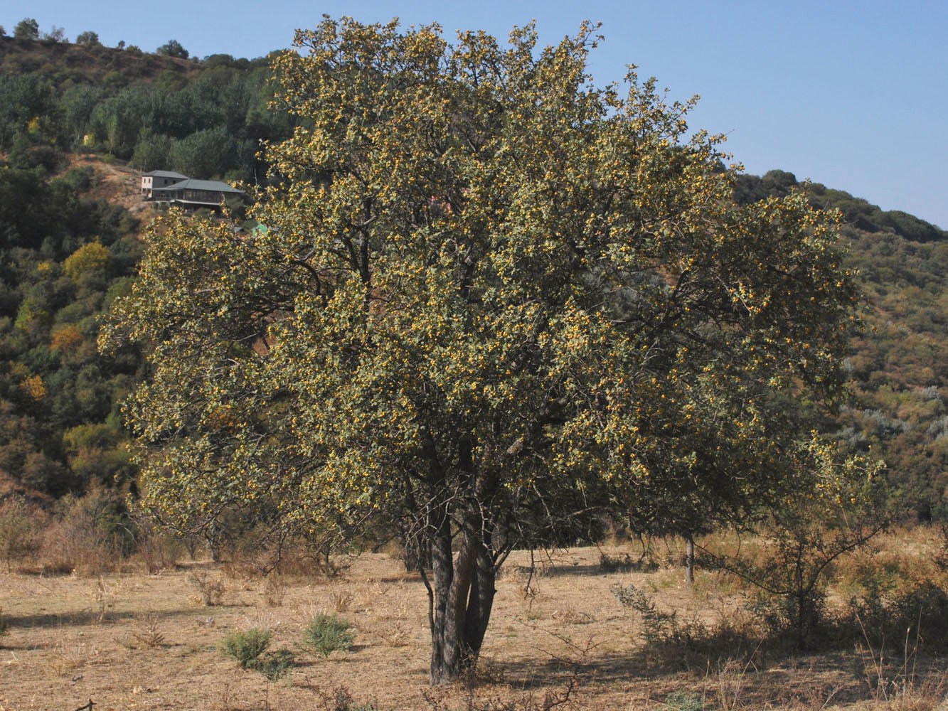 Изображение особи Crataegus pontica.