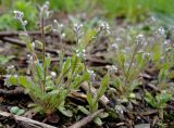 Myosotis micrantha