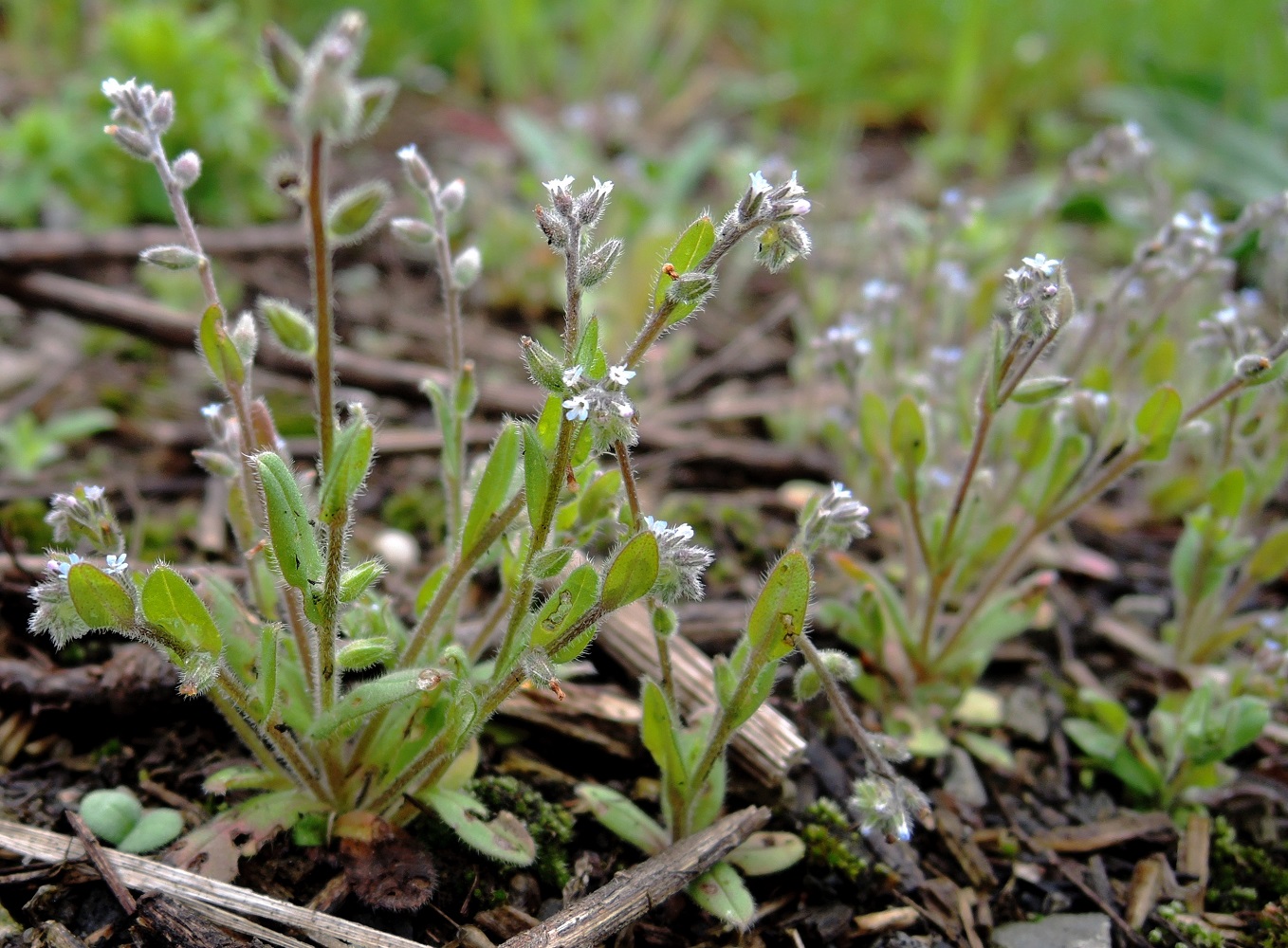 Изображение особи Myosotis micrantha.