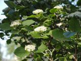 Viburnum lantana. Ветви с соцветиями. Санкт-Петербург. 29 мая 2009 г.