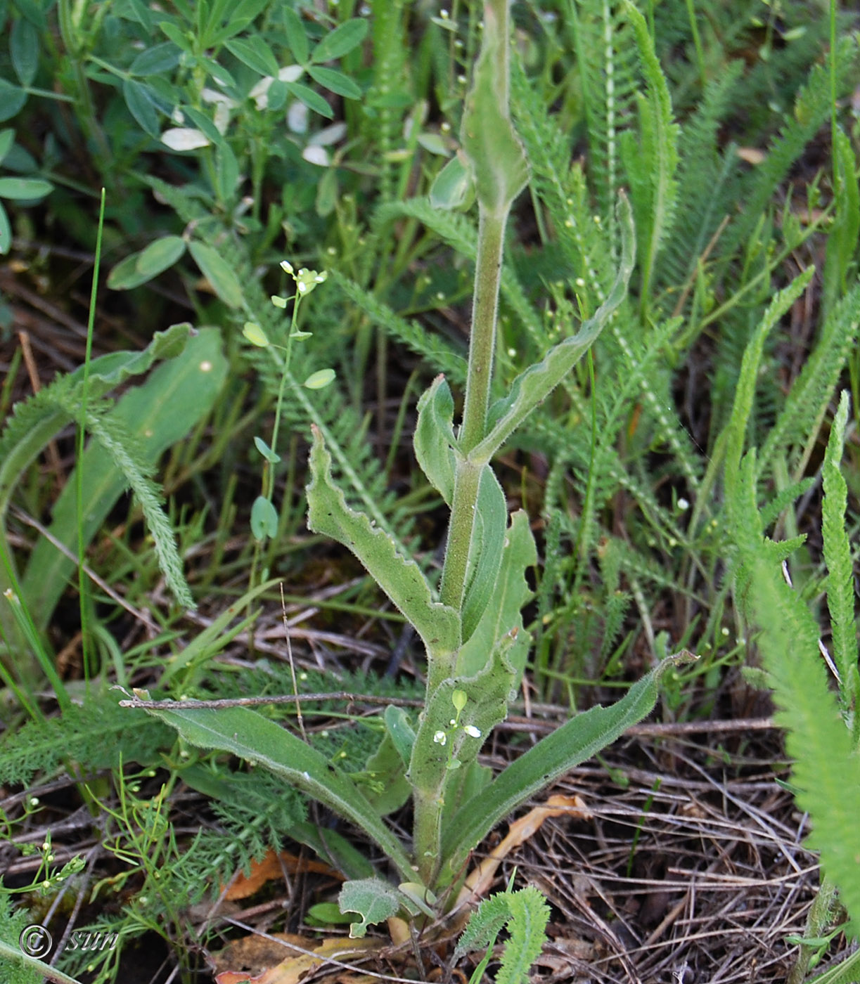 Изображение особи Silene viscosa.