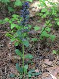 Ajuga reptans