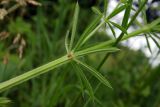 Galium aparine. Часть стебля с листьями. Республика Адыгея, г. Майкоп, восточная окраина города, пустырь. 29.05.2016.